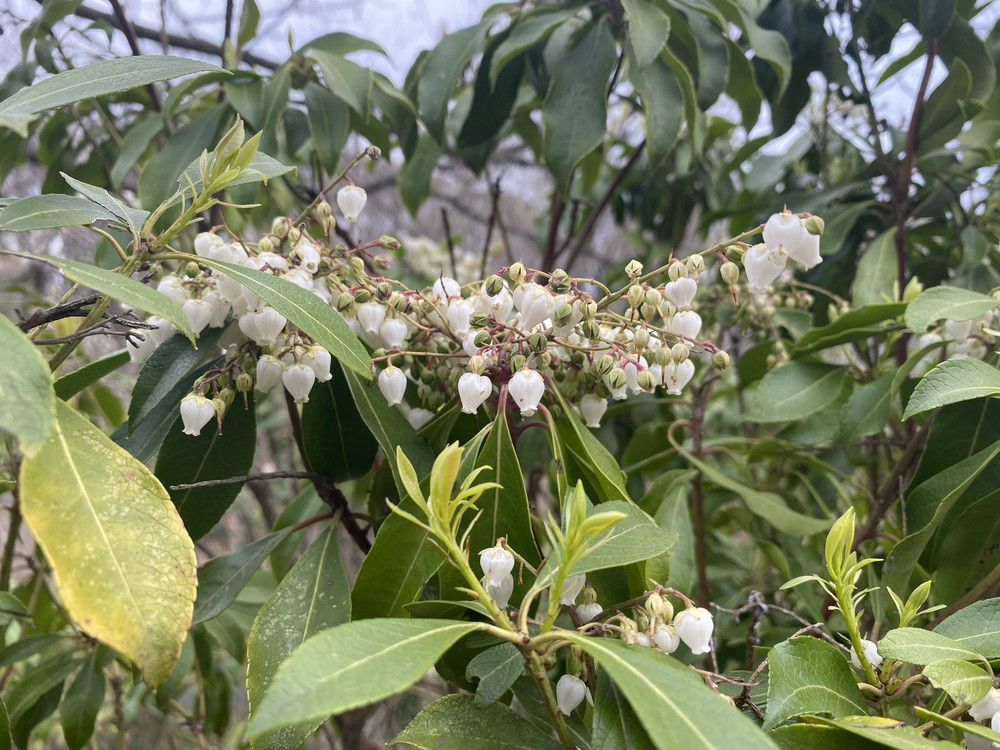 ぱかぱか 春アセビ.jpg