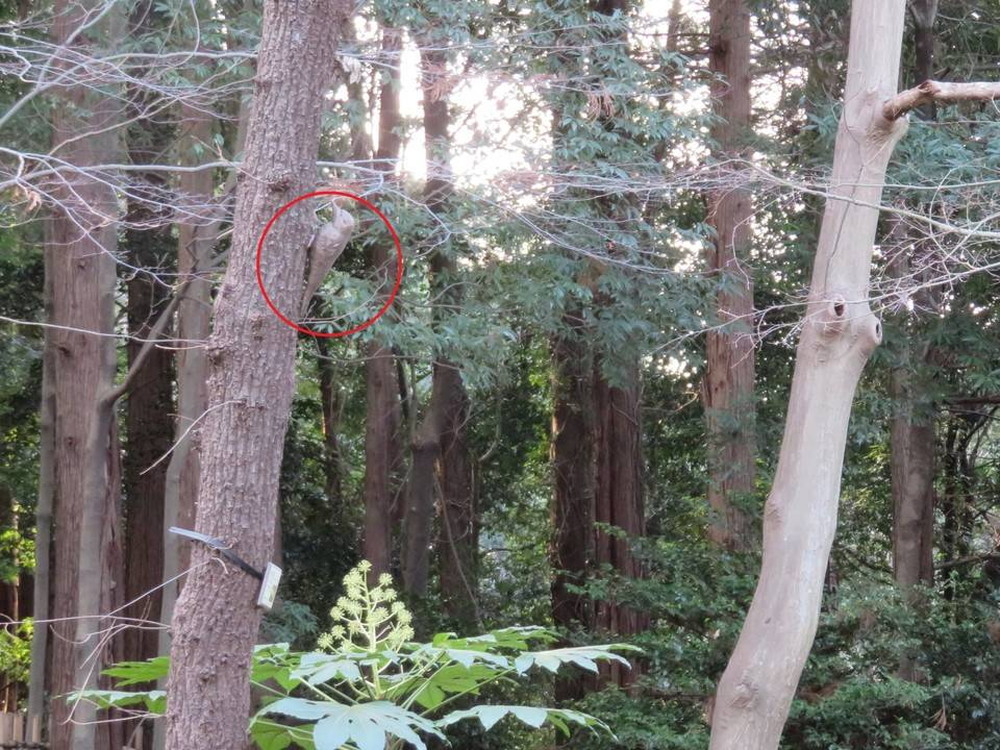 IMG_0671 - コピー.jpg