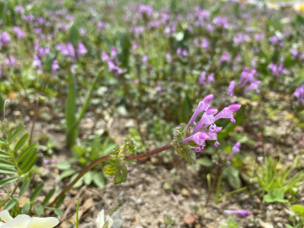 ぱかぱか 春ホトケノザ.jpg