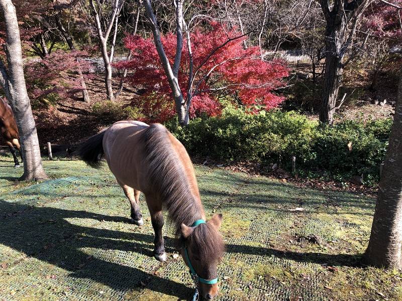 ぱかぱか2021.12秋みつけた3.jpg