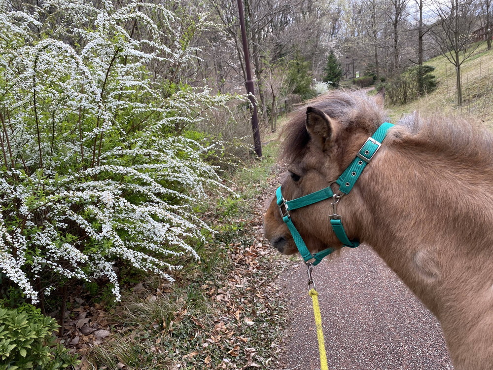 ぱかぱか 春ユキヤナギ.jpg