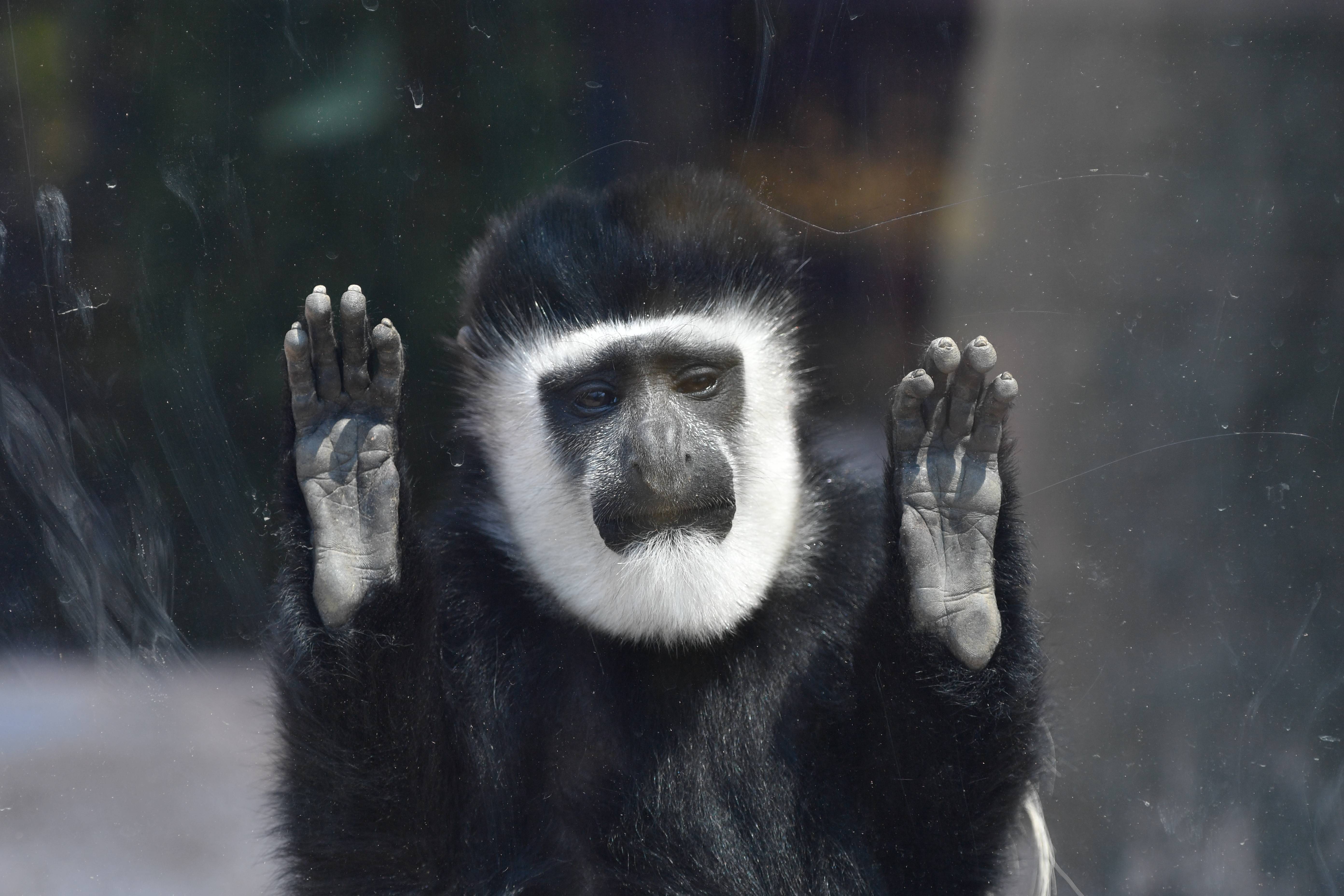 悔しそうな顔がたまらない っていうお話 ブログdeズーラシア よこはま動物園ズーラシア公式サイト 公益財団法人 横浜市緑の協会 悔しそうな顔がたまらない っていうお話 ブログdeズーラシア よこはま動物園ズーラシア公式サイト 公益財団法人 横浜市緑の協会