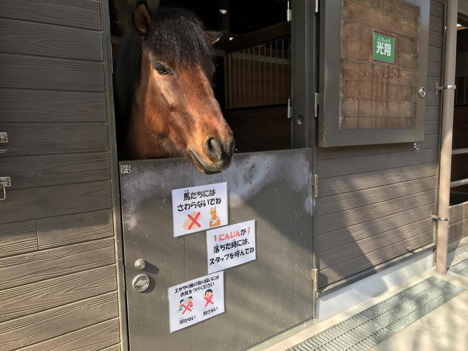 エサやり体験再開 ぱかぱか広場 よこはま動物園ズーラシア公式サイト 公益財団法人 横浜市緑の協会