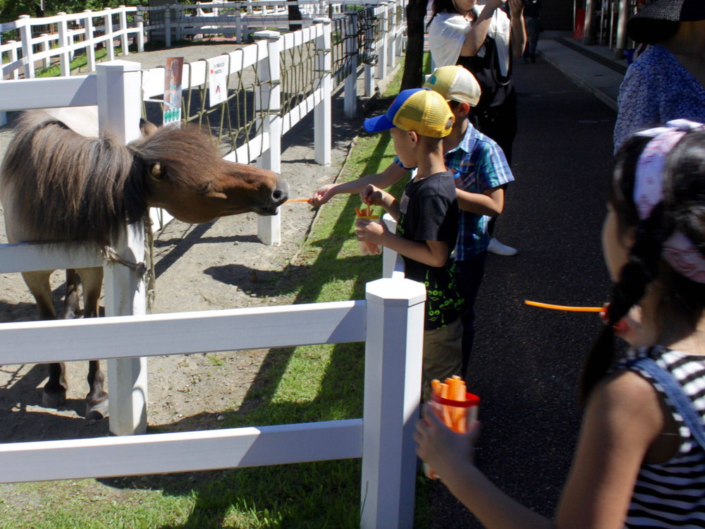 馬の飼育係になってみよう ぱかぱか広場 よこはま動物園ズーラシア公式サイト 公益財団法人 横浜市緑の協会