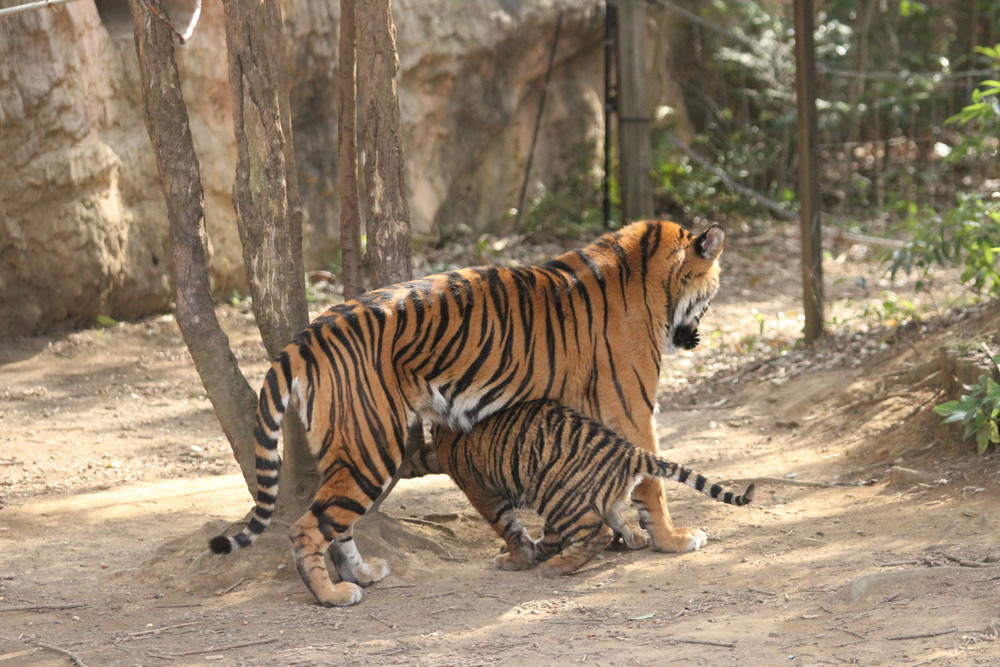 子育て情報 37 お腹の下は通り道 すまとらとらブログ よこはま動物園ズーラシア公式サイト 公益財団法人 横浜市緑の協会