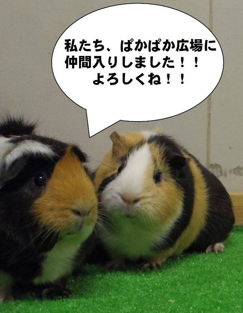 【ぱかぱかブログ】20161210新しい仲間(9).jpg