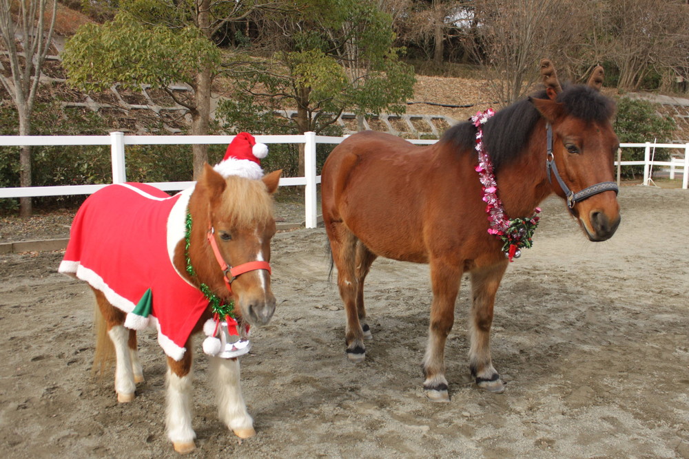 ポニーサンタにポニートナカイ！？2016.12.25①.jpg