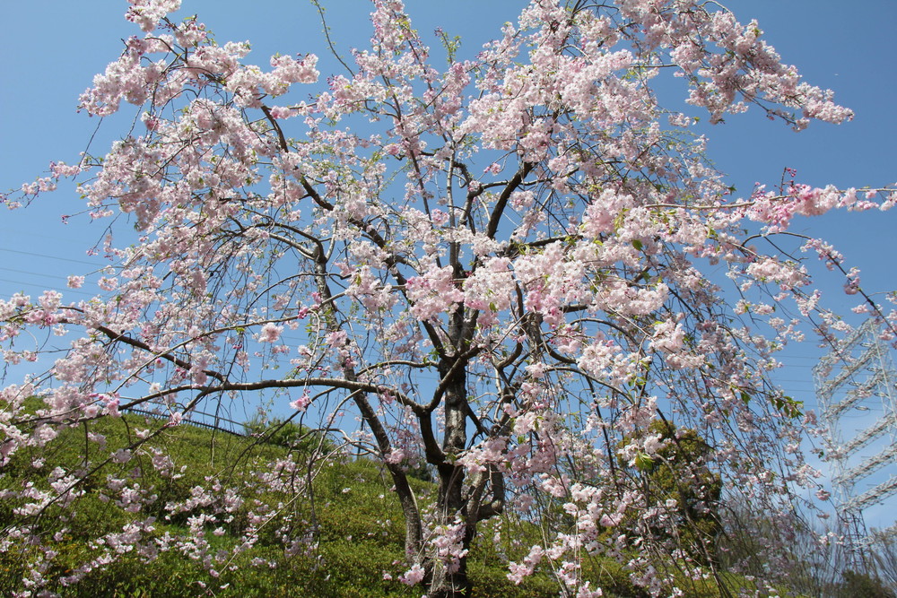 桜情報 ヤマザクラに注目 桜開花 よこはま動物園ズーラシア公式サイト 公益財団法人 横浜市緑の協会