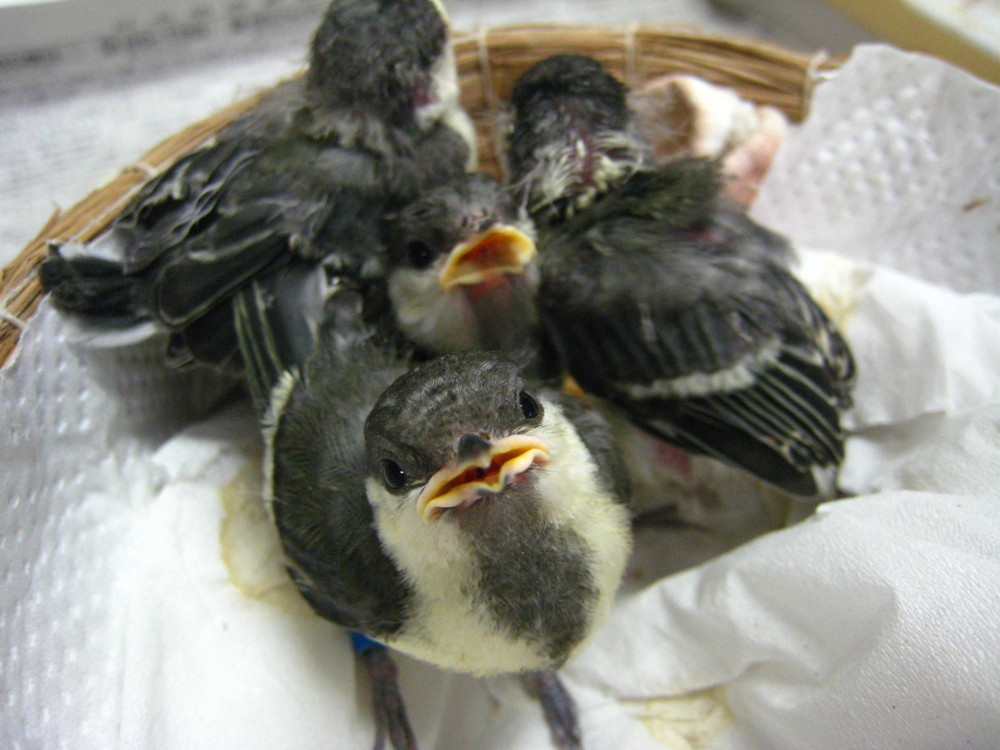 シジュウカラ雛4.jpg