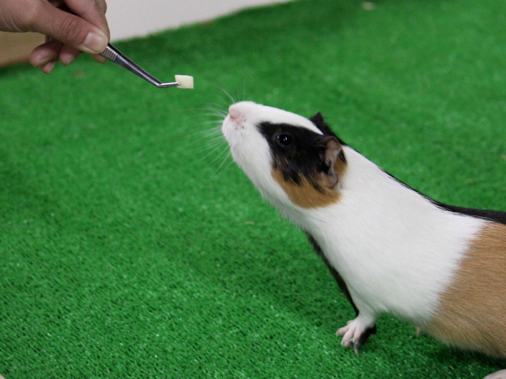 カチッ という音の意味は ぱかぱか広場 よこはま動物園ズーラシア公式サイト 公益財団法人 横浜市緑の協会