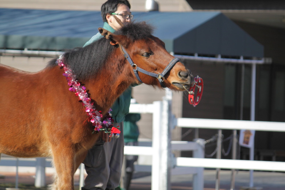 ポニーサンタにポニートナカイ！？2016.12.25③.jpg
