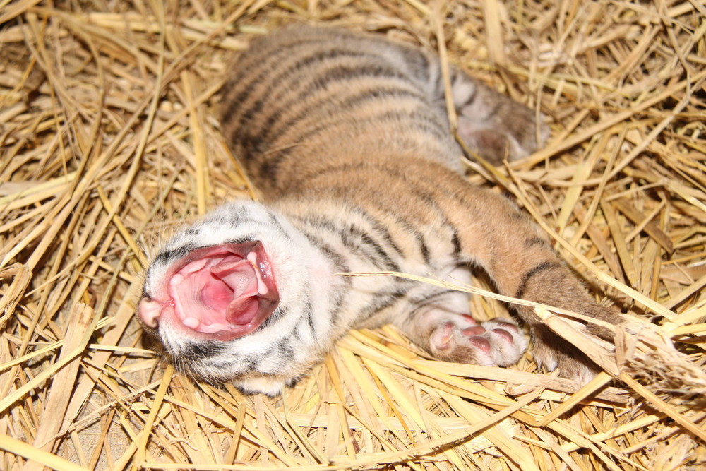 子育て情報 1 ブログ よこはま動物園ズーラシア公式サイト 公益財団法人 横浜市緑の協会 子育て情報 1 ブログ よこはま動物園ズーラシア公式サイト 公益財団法人 横浜市緑の協会