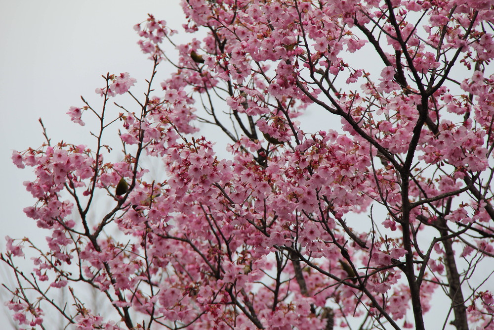 桜情報 この桜 満開です 桜開花 よこはま動物園ズーラシア公式サイト 公益財団法人 横浜市緑の協会