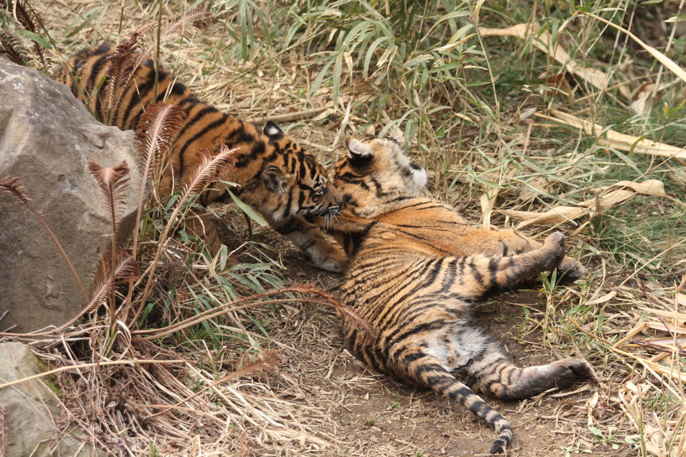 子育て情報 38 けっこう伸びます O すまとらとらブログ よこはま動物園ズーラシア公式サイト 公益財団法人 横浜市緑の協会