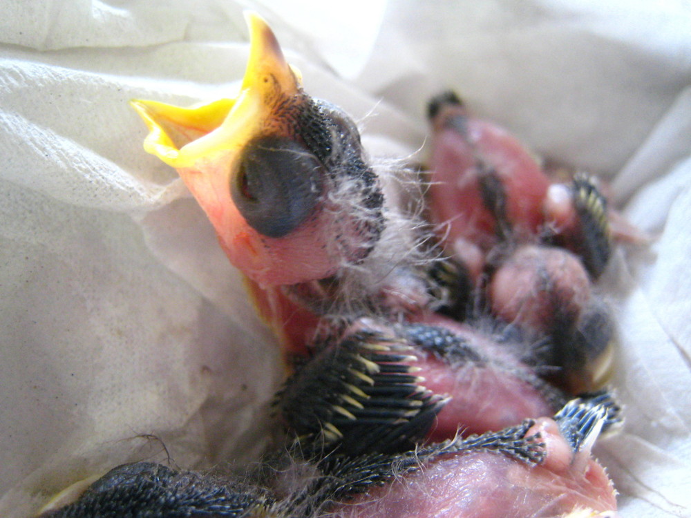 シジュウカラ裸雛3.jpg