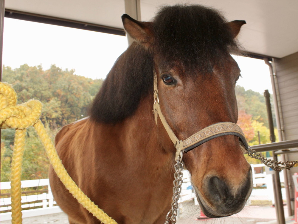 鬣 ぱかぱか広場 よこはま動物園ズーラシア公式サイト 公益財団法人 横浜市緑の協会