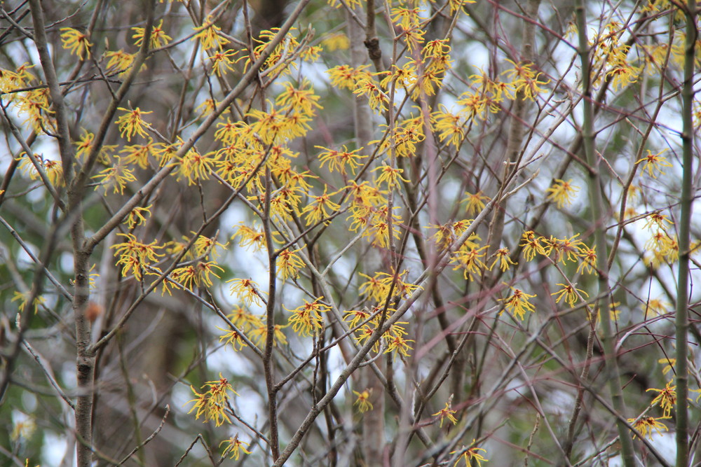 IMG_6808 シナマンサク.jpg