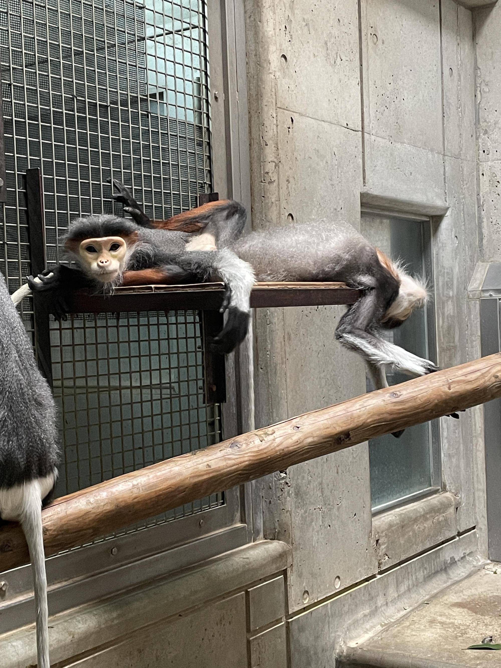 【飼育日誌】20220802：マニプクの思い出 (17).jpg