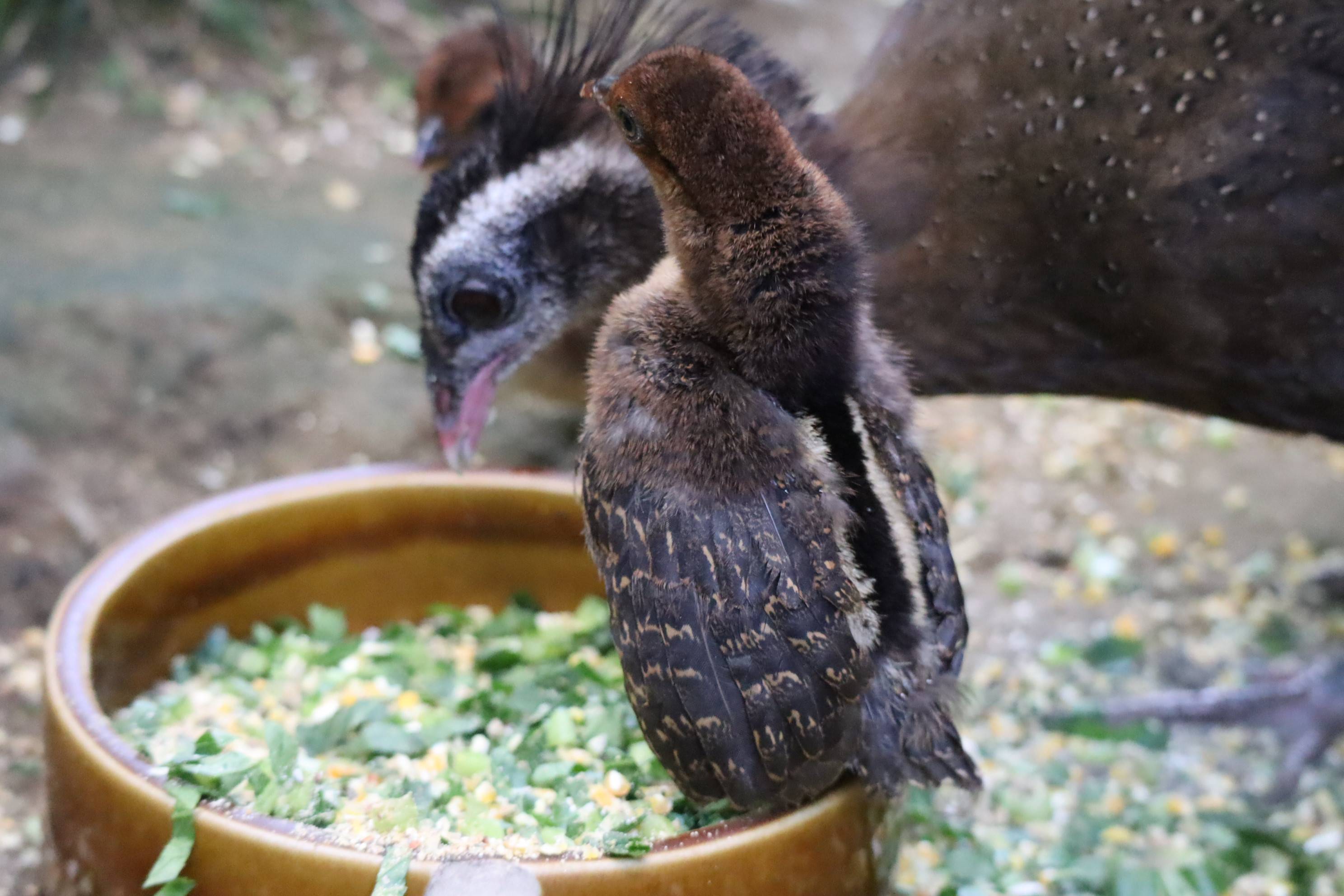 【飼育日誌】20201120:成長記7 (16).jpg