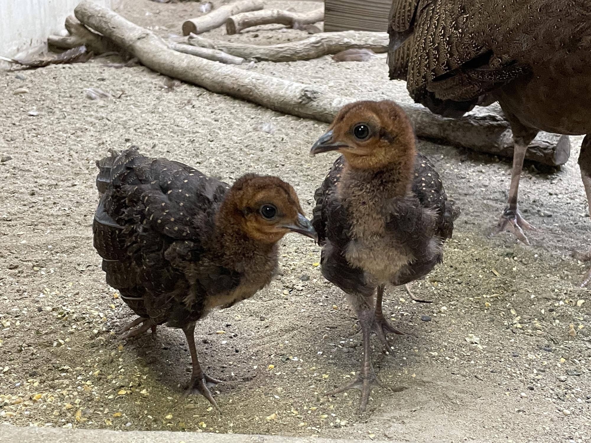 【飼育日誌】20220425:ぴよぴよ通信最終回 (3).jpg