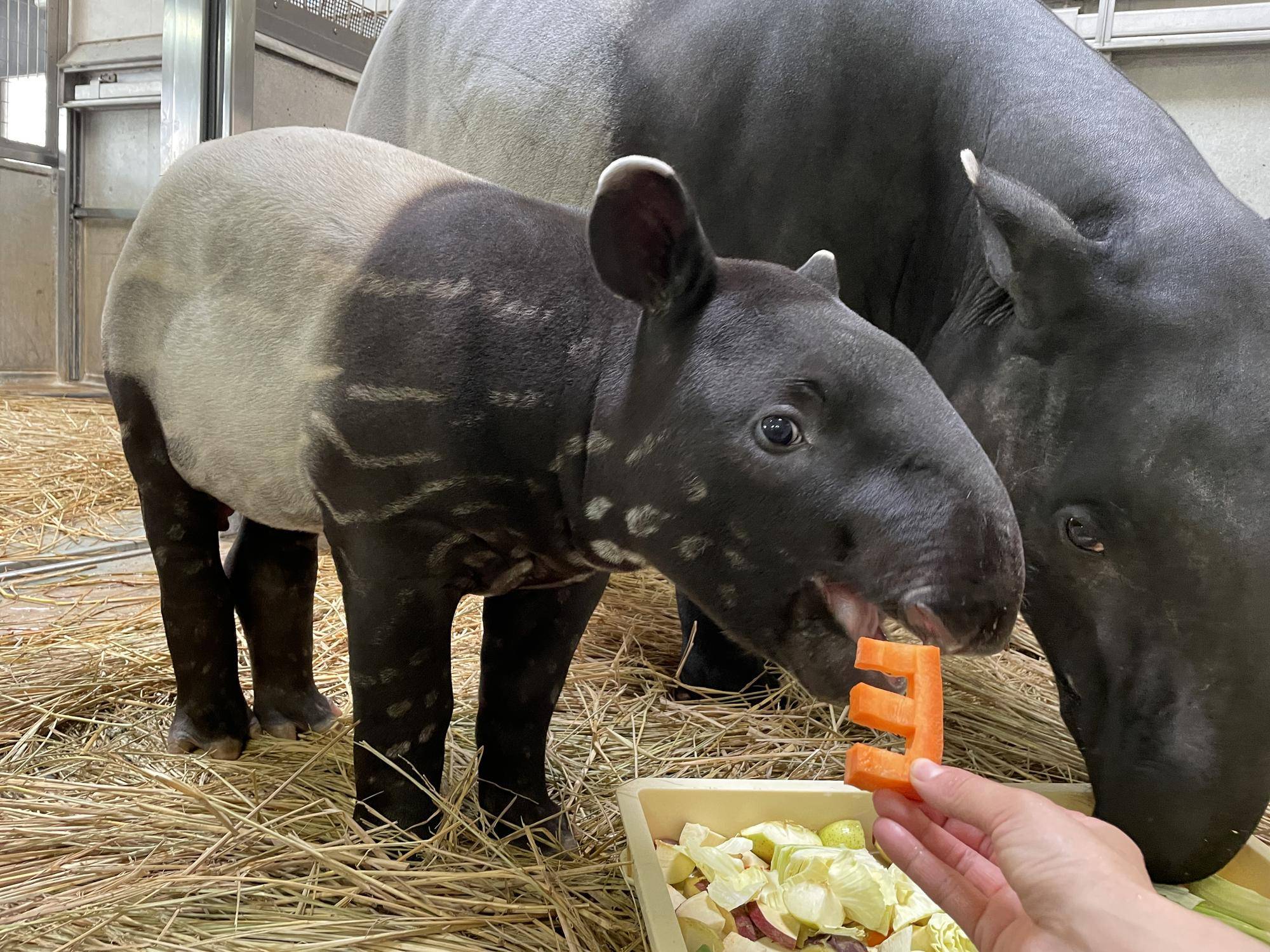 6 3か月のひでお.jpg