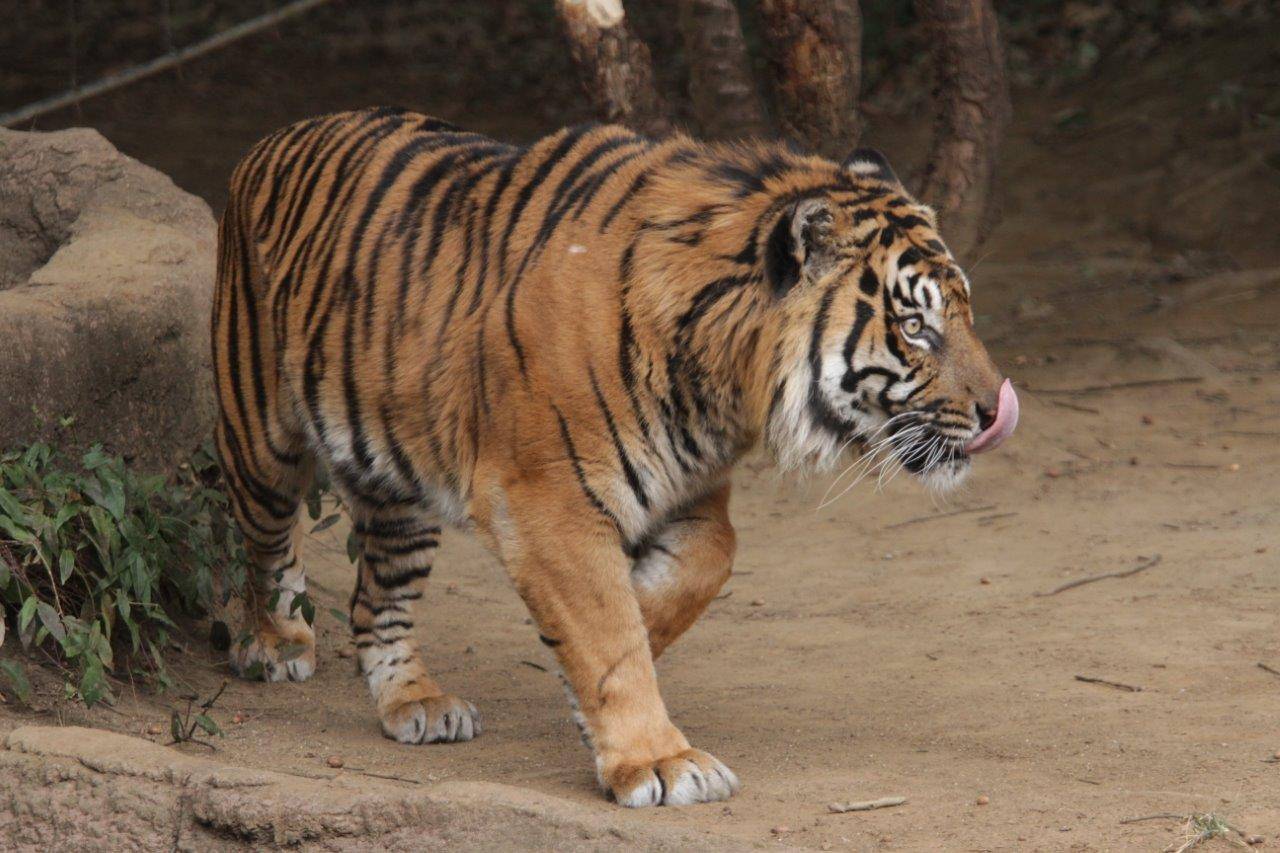 舌なめずりをしながら歩くガンター