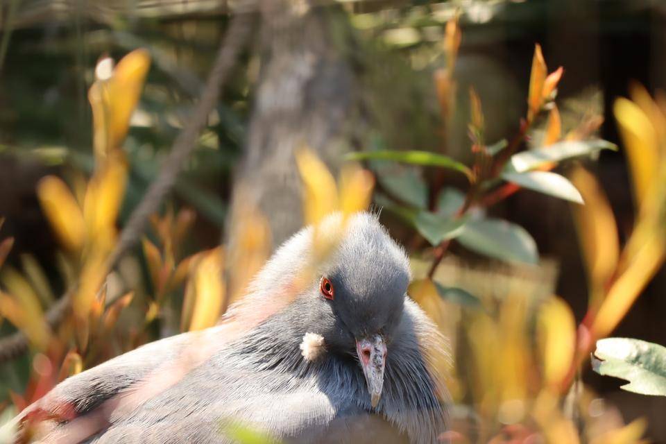 【飼育日誌】20210810：ノトゥの魅力 (2).jpg