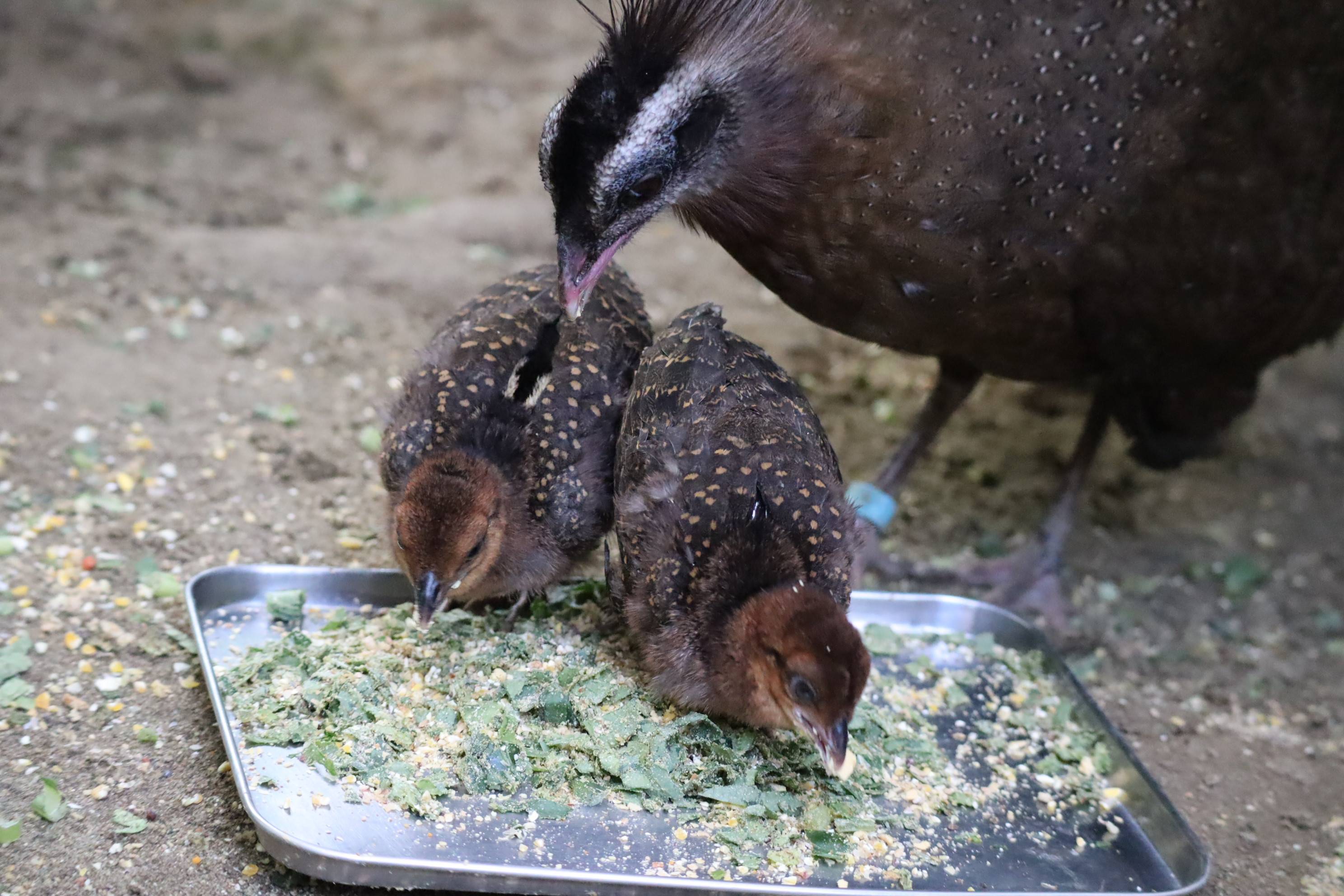 【飼育日誌】20201120:成長記7 (13).jpg