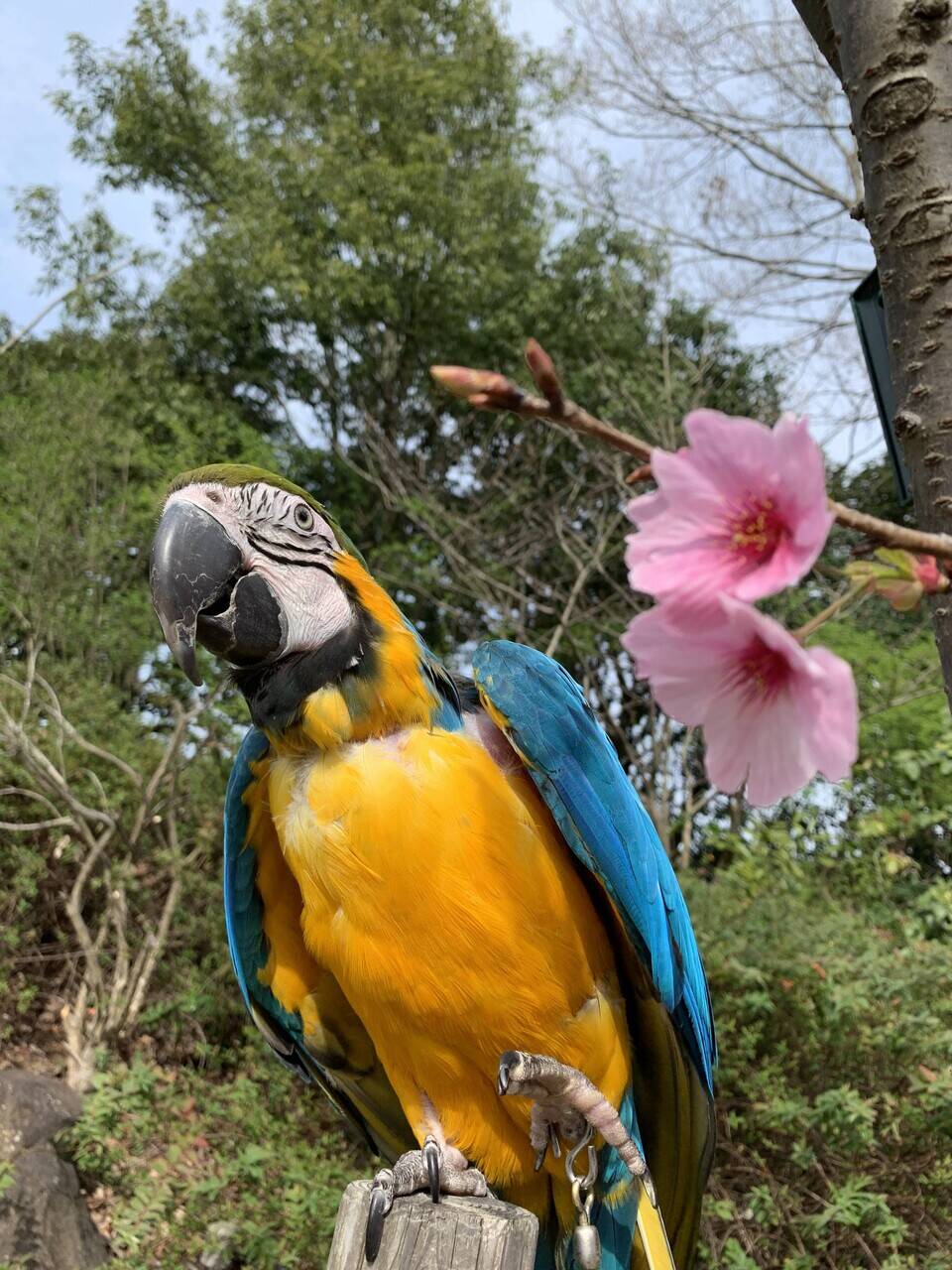 さくらとインコ アフリカのサバンナ ズーラシア よこはま動物園ズーラシア公式サイト 公益財団法人 横浜市緑の協会 さくらとインコ アフリカのサバンナ ズーラシア よこはま動物園ズーラシア公式サイト 公益財団法人 横浜市緑の協会