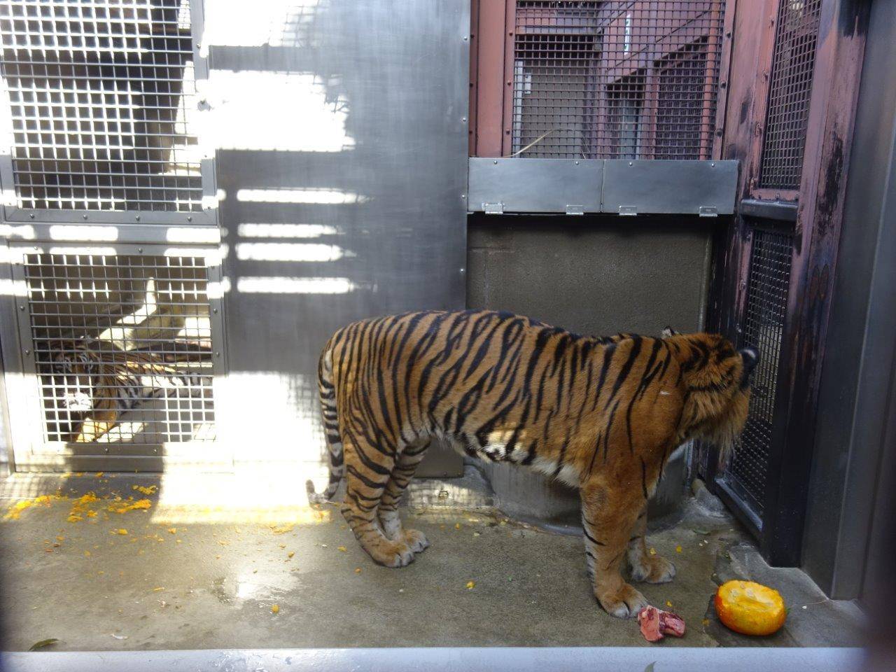 奥ではデルがカボチャに興味を示すガンターを気にしていた