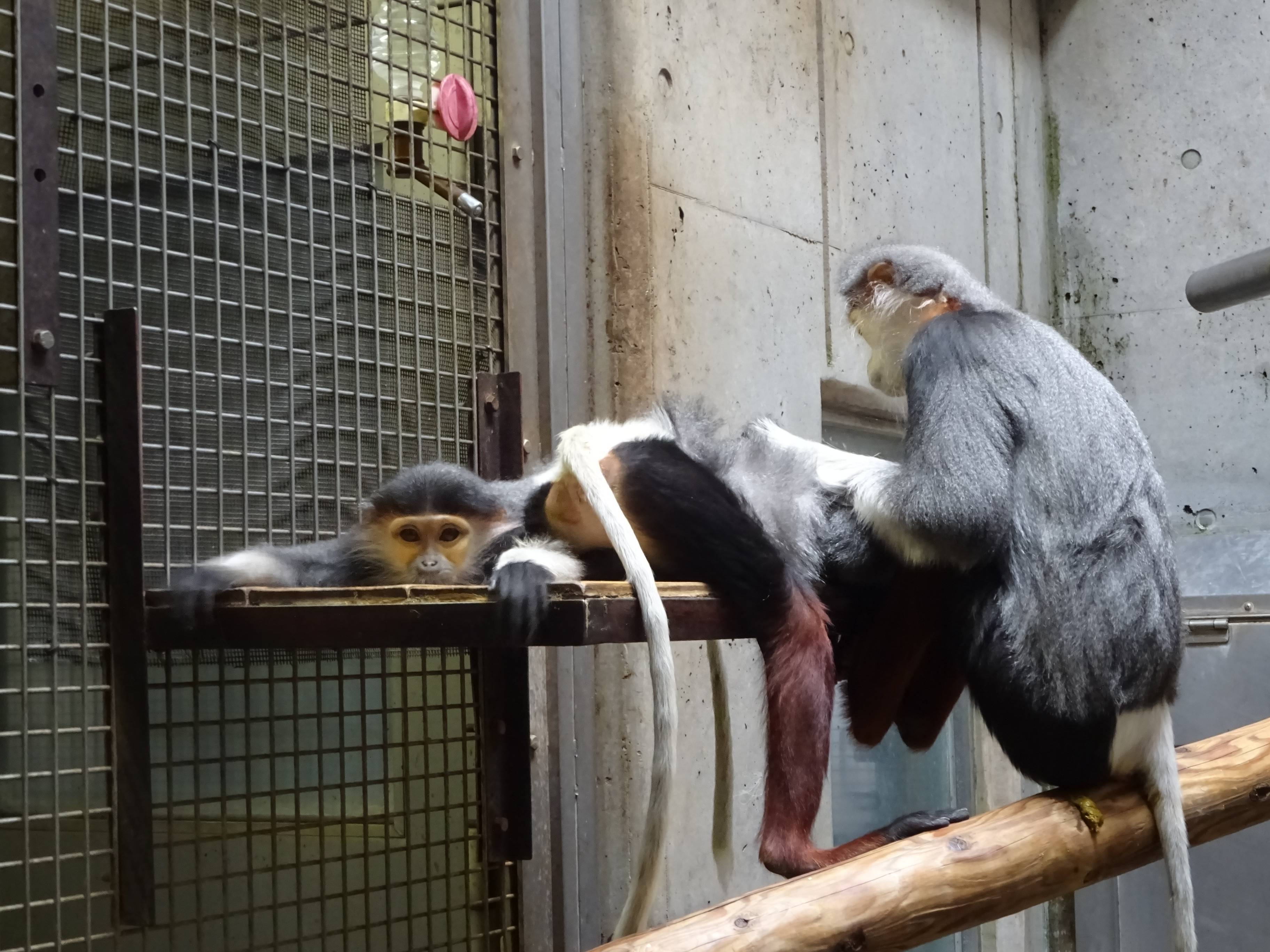 ドゥクの冬ごもり 飼育日誌 よこはま動物園ズーラシア公式サイト 公益財団法人 横浜市緑の協会