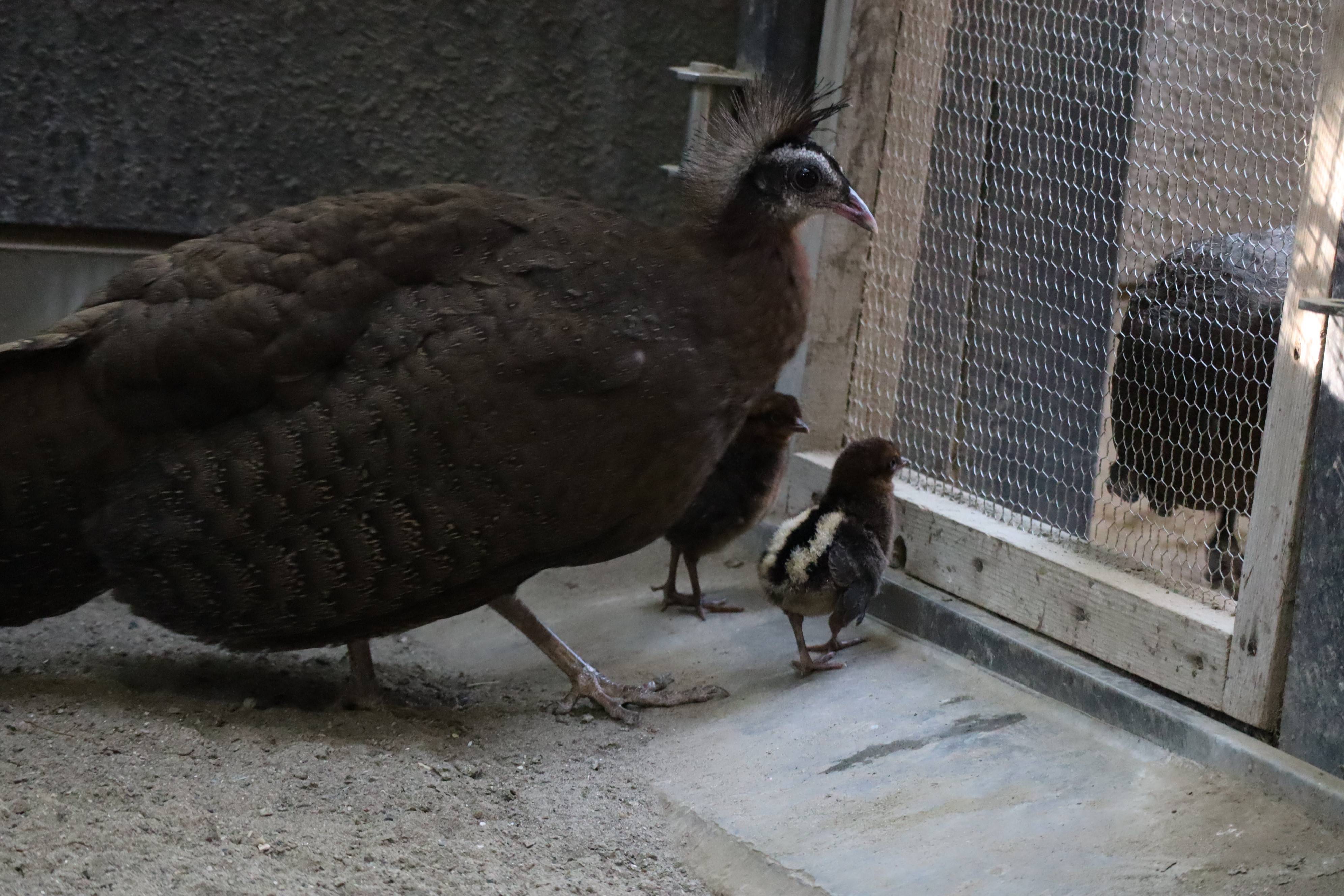 【飼育日誌】20210916:2年連続繁殖成功 (5).jpg