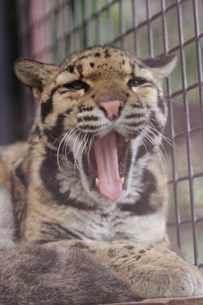 欠伸をするアニル④