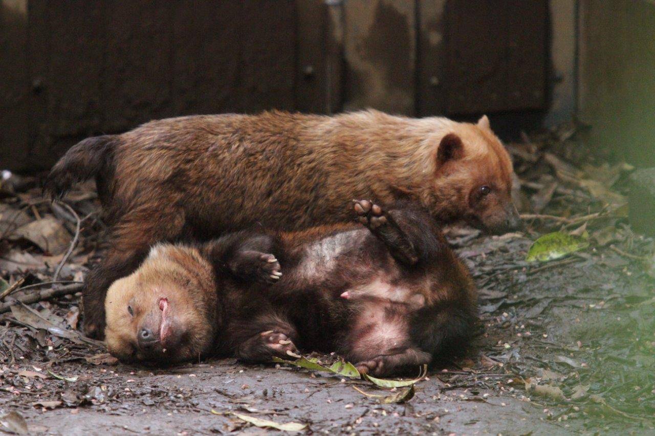 ヤブイヌのパパマルとスマイラー