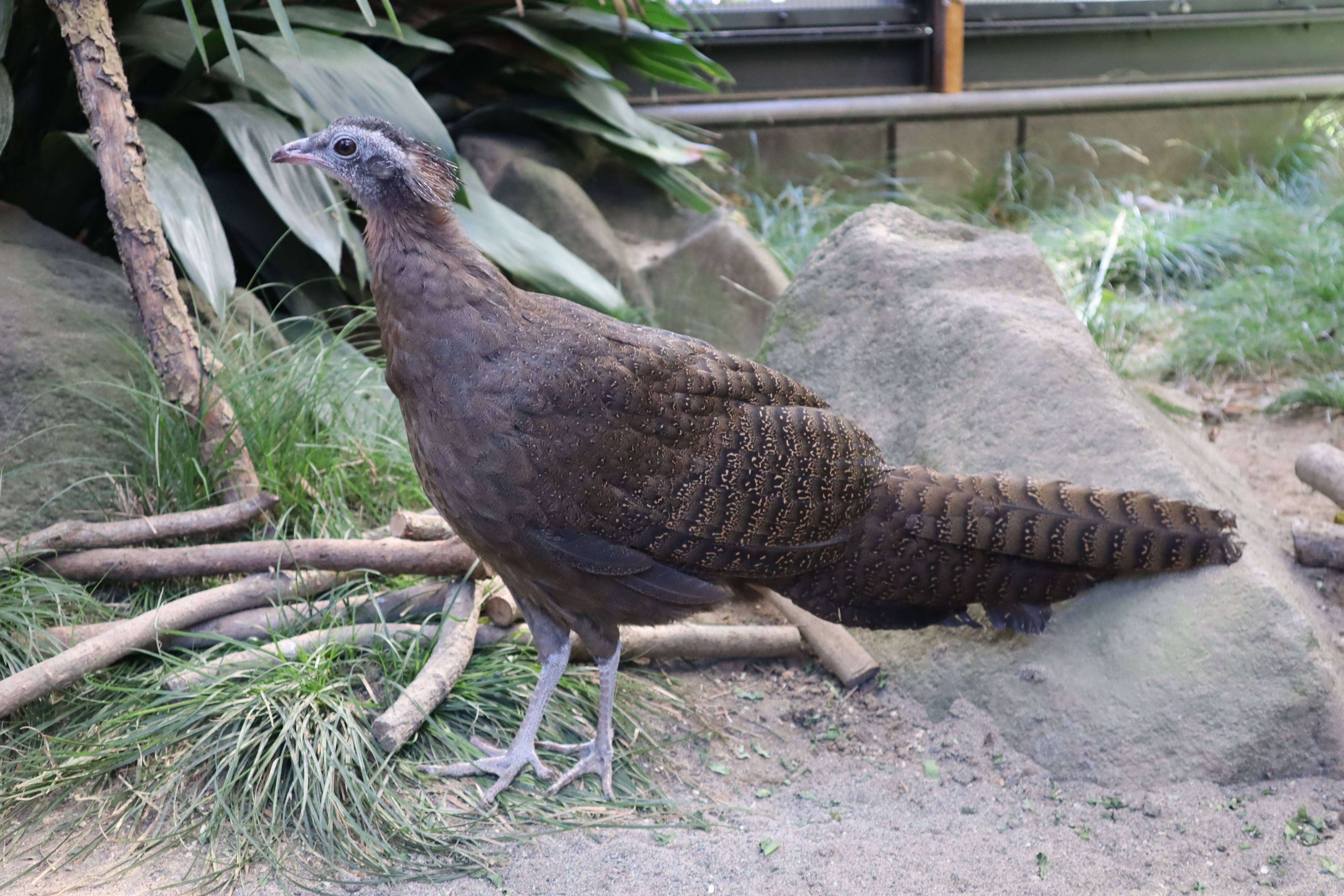 【飼育日誌】20210430:成長記12 (3).jpg