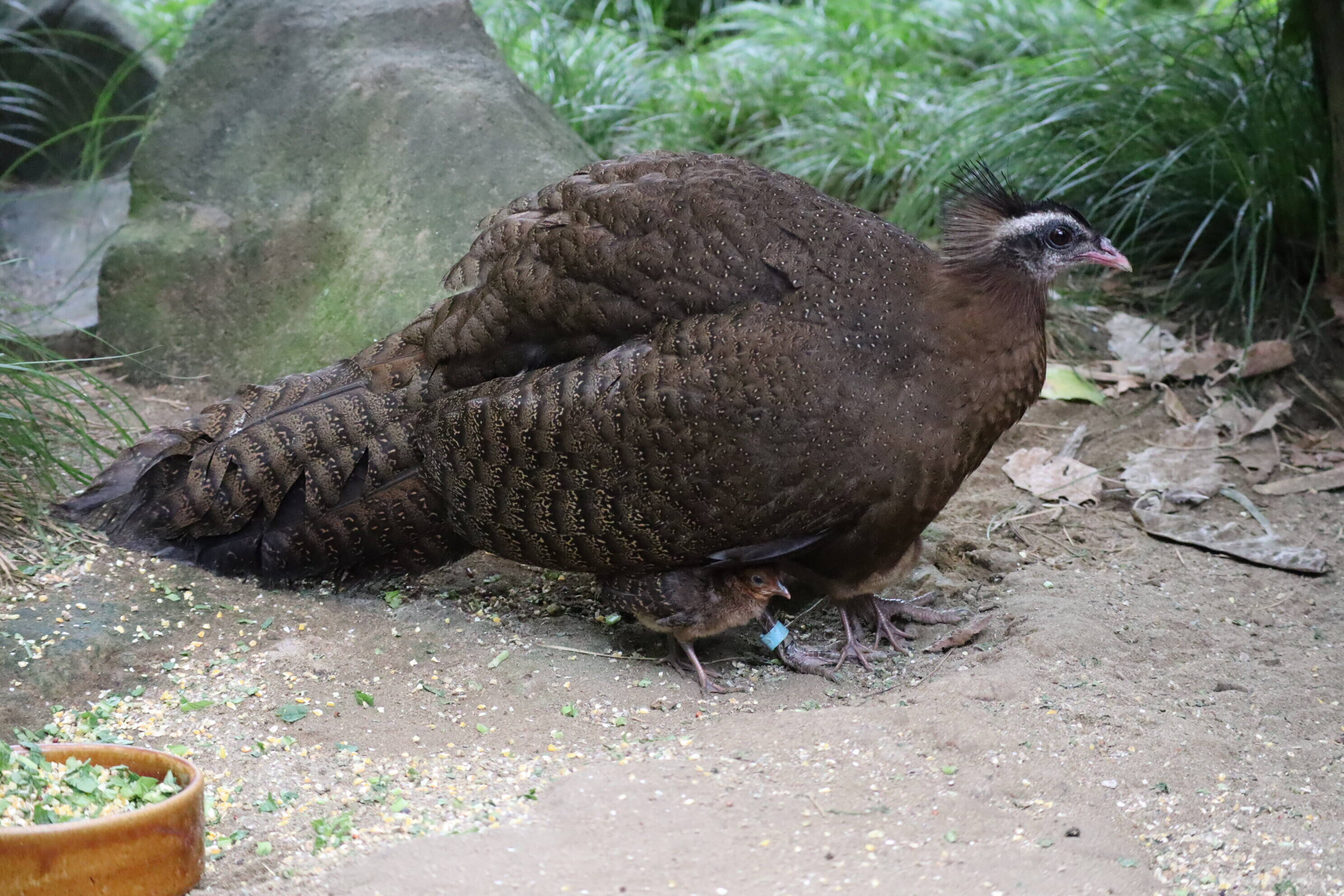 【飼育日誌】20200917：成長記5 (4).jpg