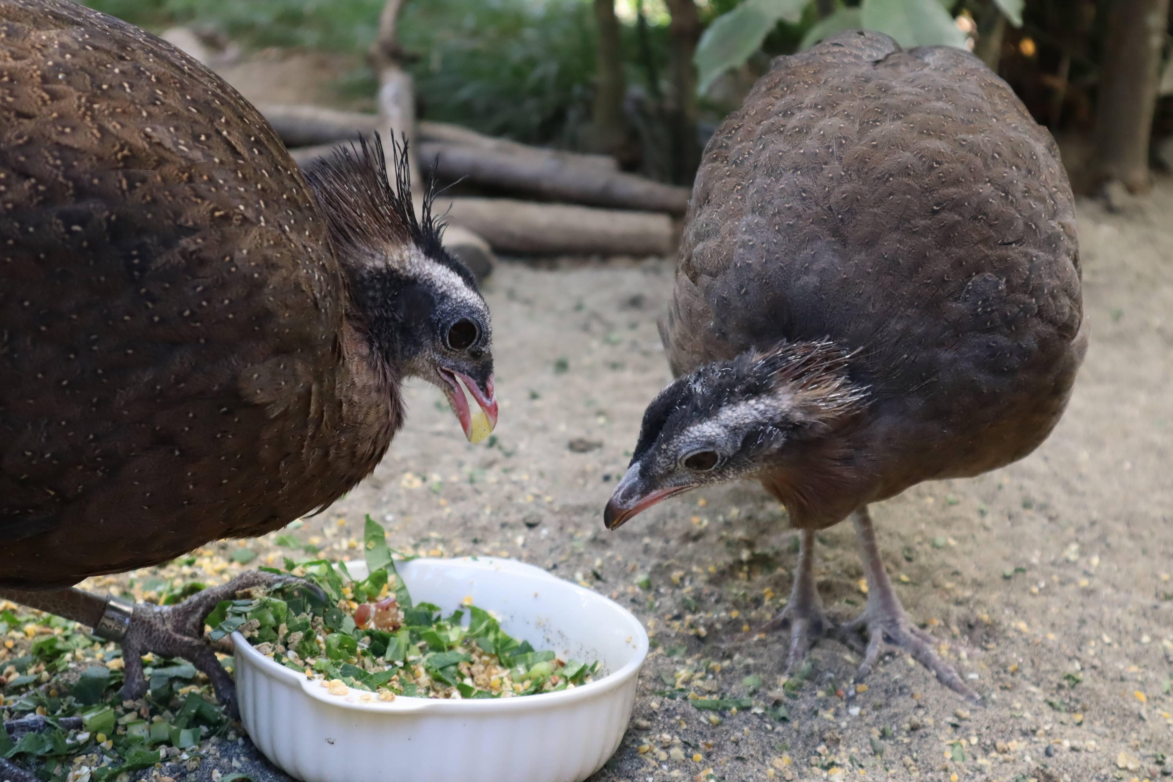【飼育日誌】20210430:成長記12 (12).jpg