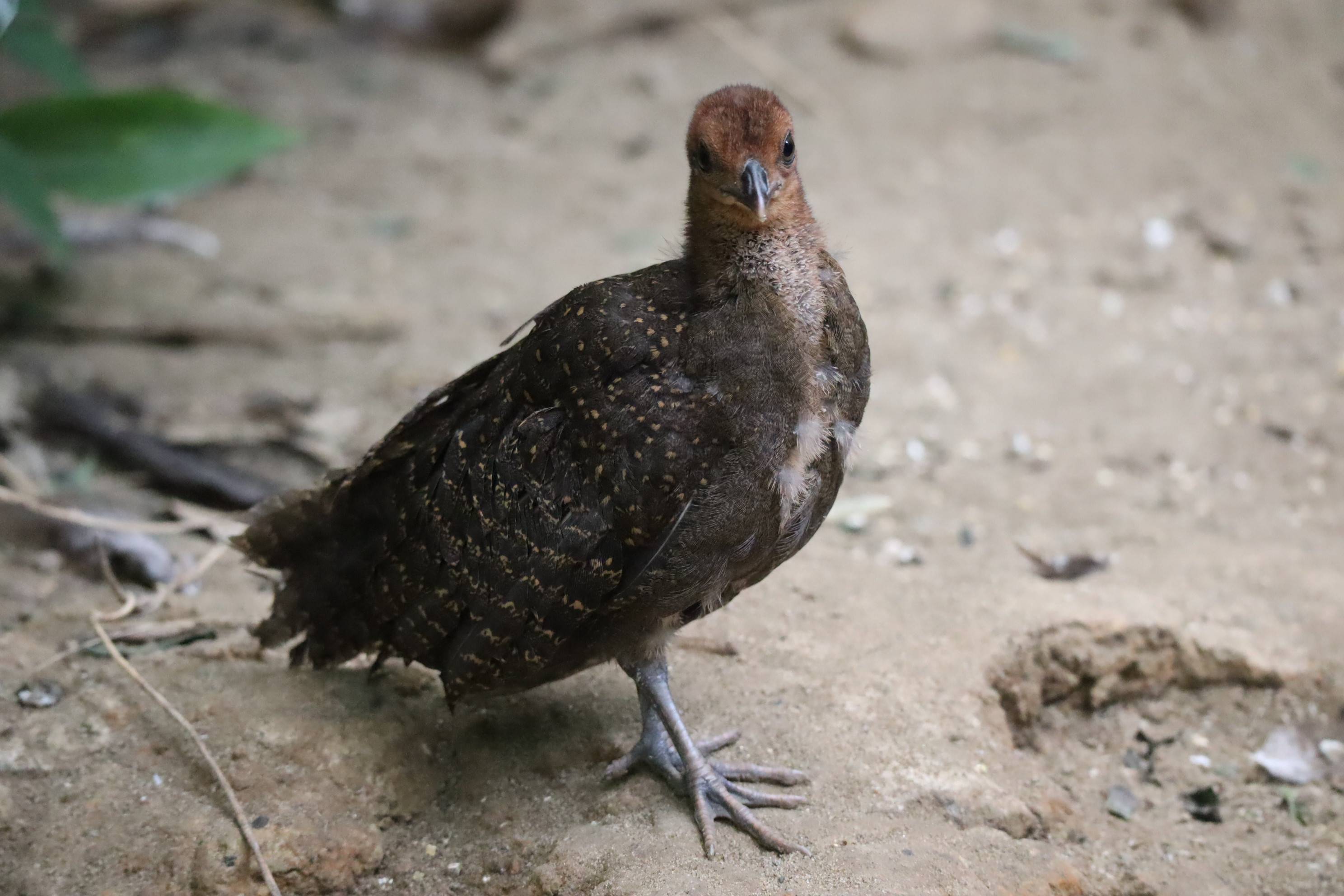 【飼育日誌】20210317：成長記9 (8).jpg