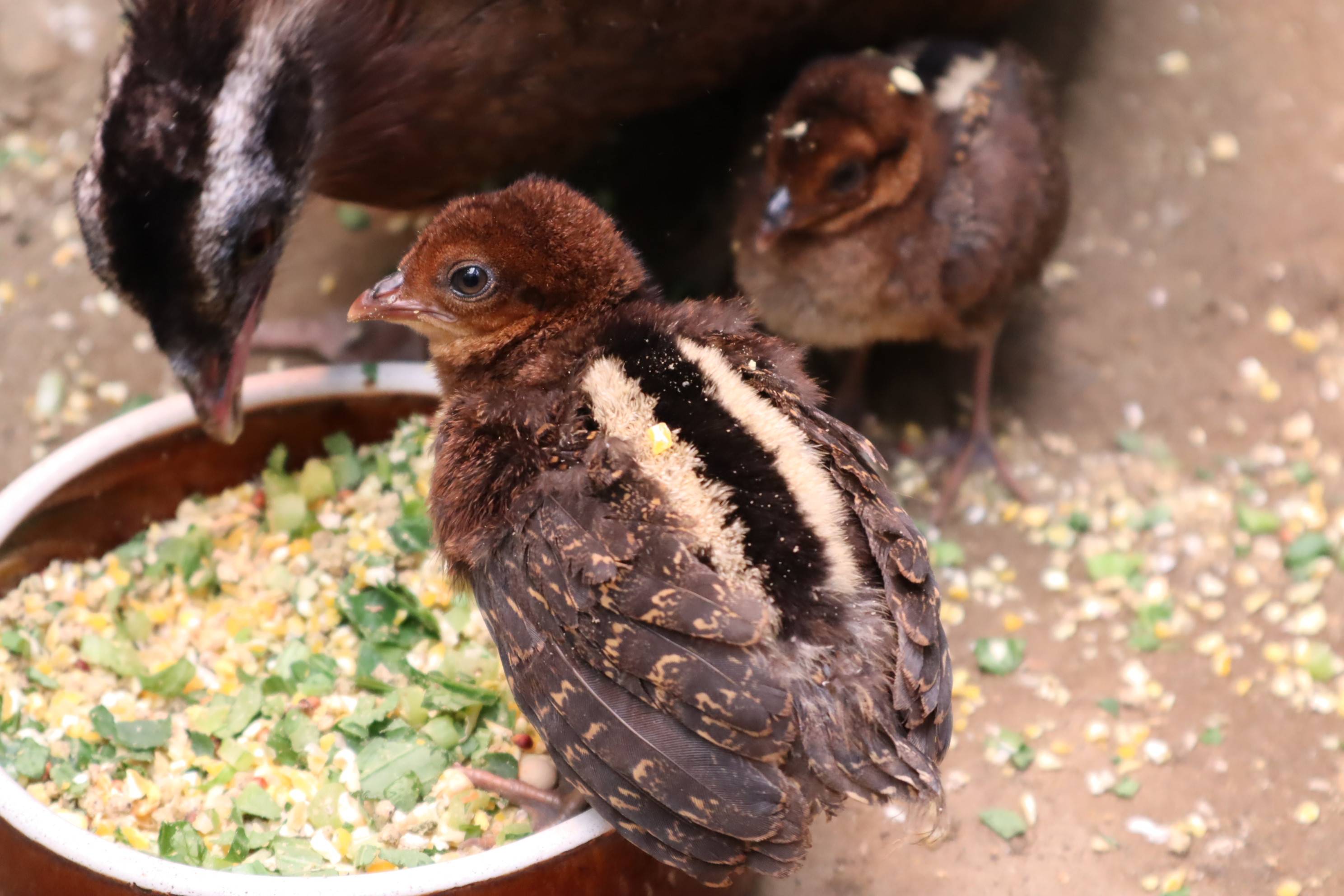 【飼育日誌】20210317：成長記9 (17).jpg