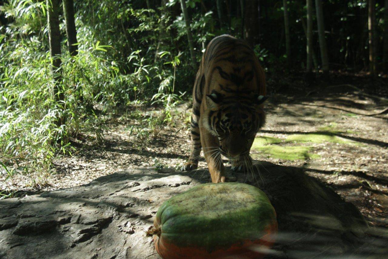 15kg以上あるカボチャも、簡単に動かすムジュ-2