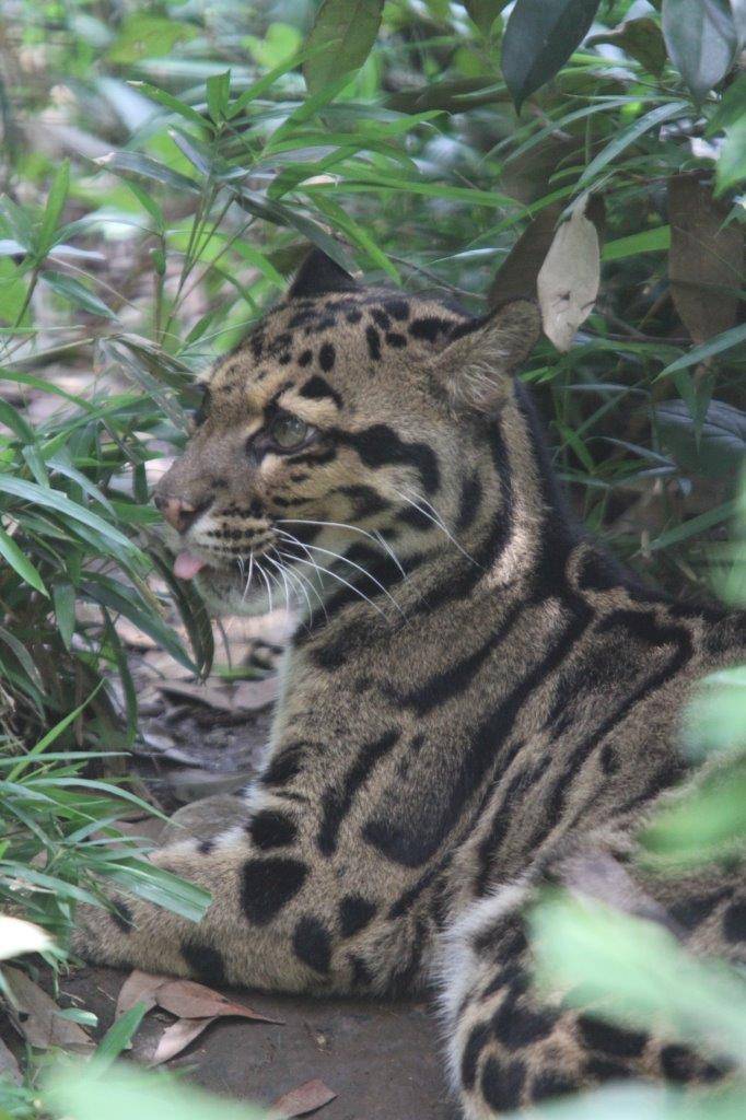 舌先を出して休むマリン