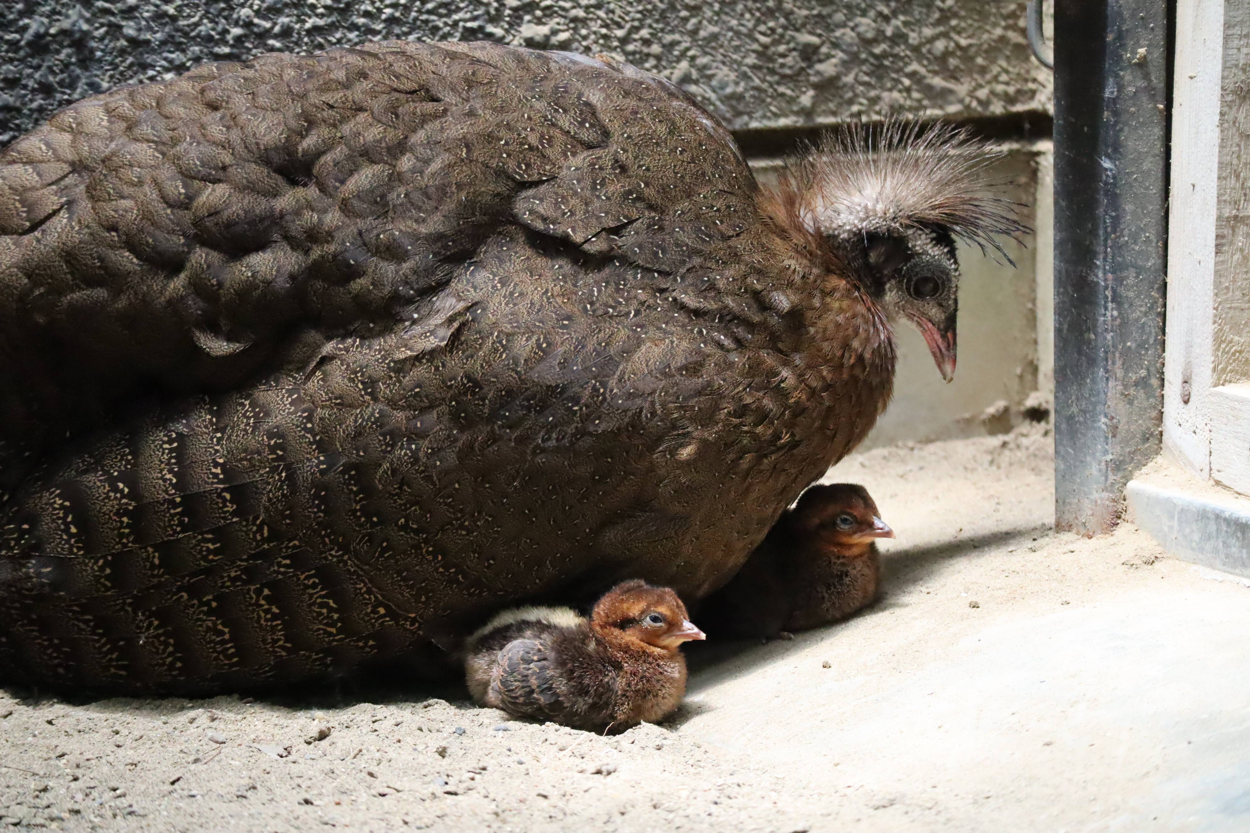 【飼育日誌】20210916:2年連続繁殖成功 (8).jpg