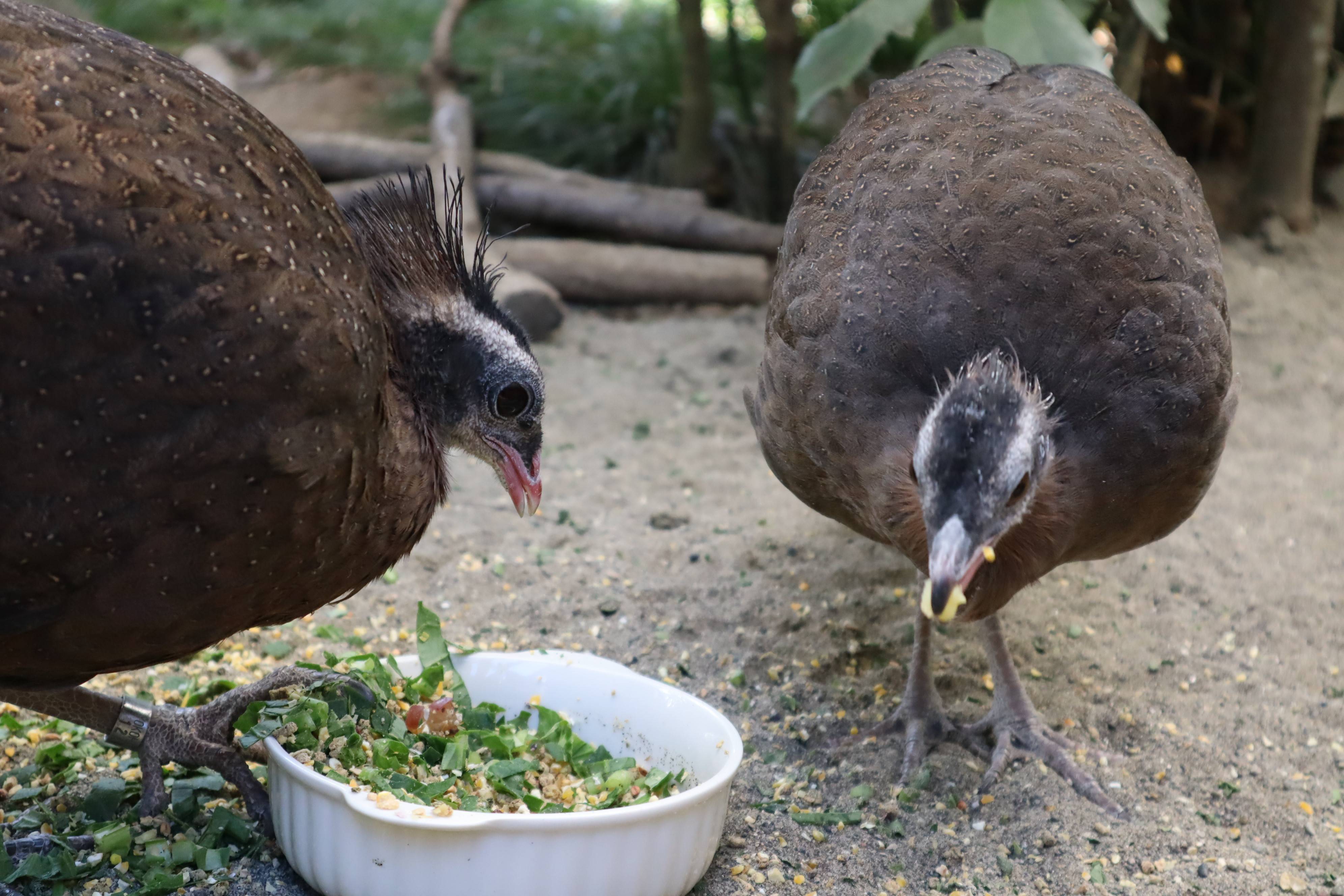 【飼育日誌】20210430:成長記12 (14).jpg
