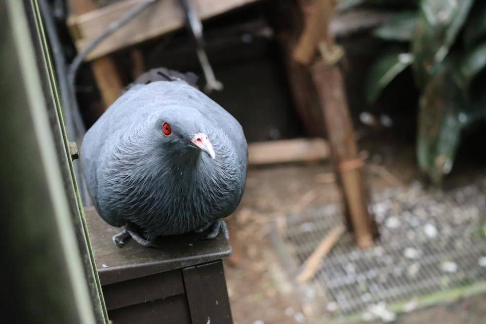 【飼育日誌】20220101：今年の干支は (10).jpg