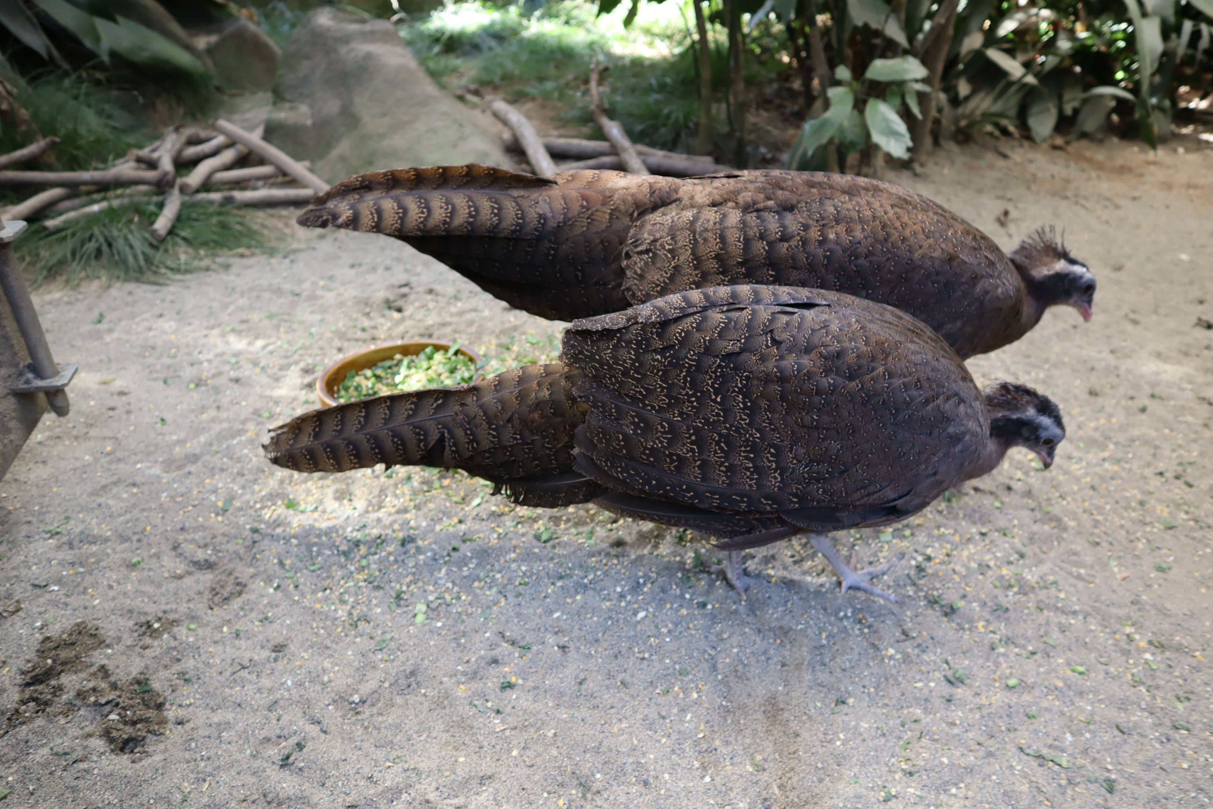 【飼育日誌】20210430:成長記12 (11).jpg