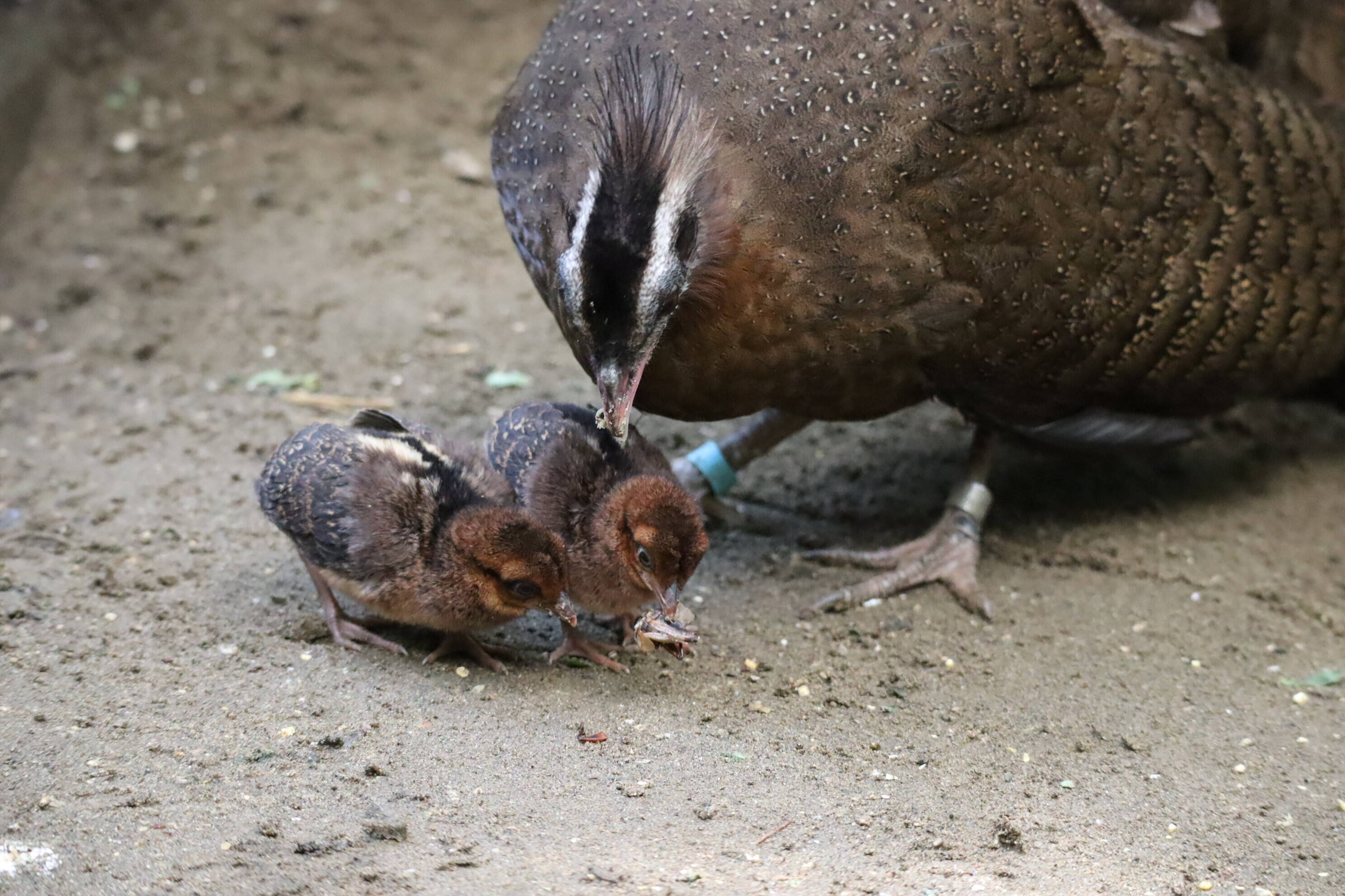 【飼育日誌】202008016:成長記3 (16).jpg