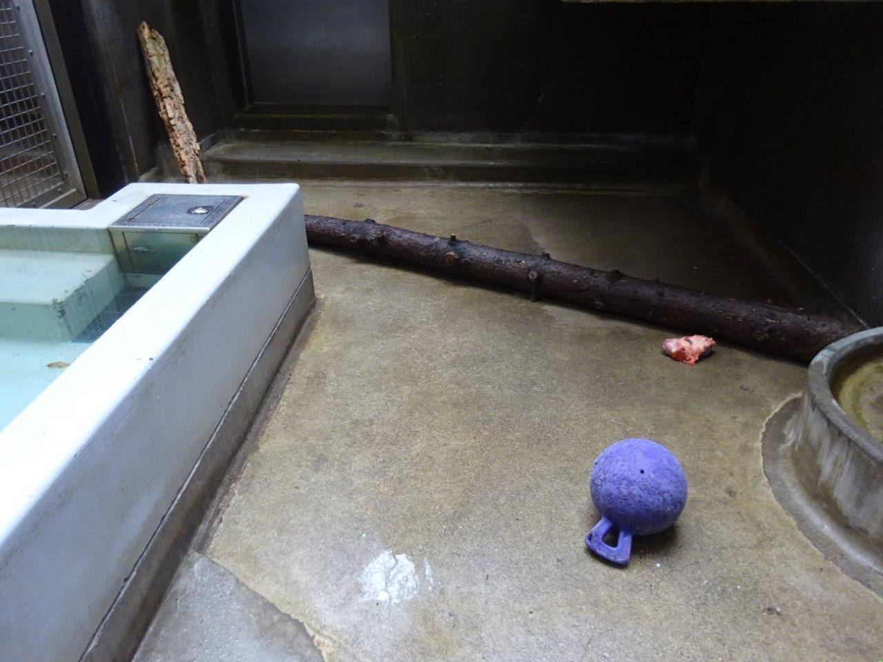 久しぶりに、ラウトのサブ運動場にジョリーボールを置いてみました。