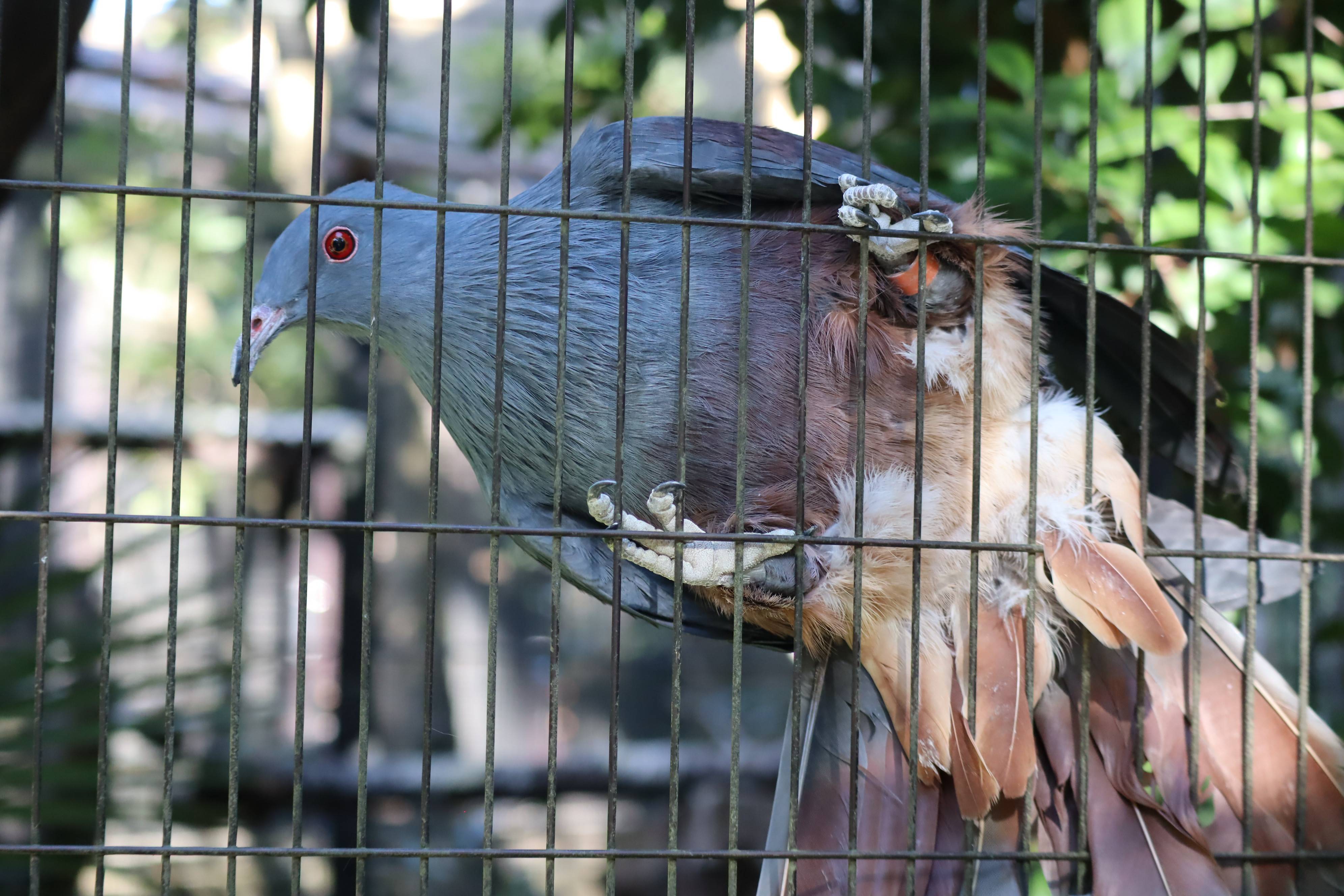 【飼育日誌】20210810：ノトゥの魅力 (15).jpg