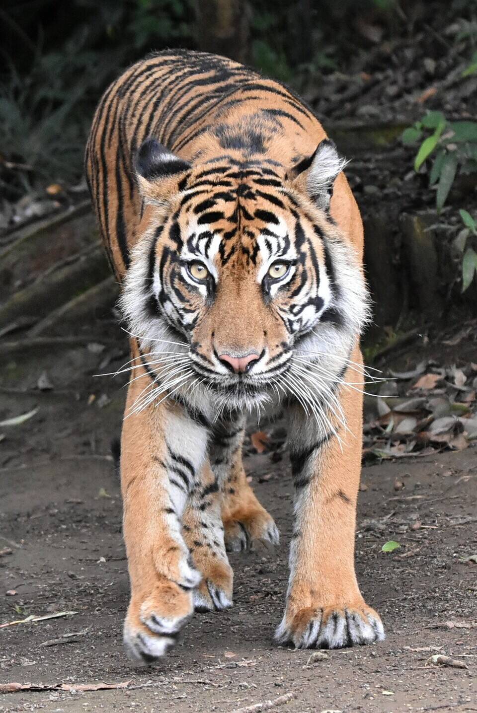 公開初日のラウト すまとらとらブログ よこはま動物園ズーラシア公式サイト 公益財団法人 横浜市緑の協会 公開初日のラウト すまとらとらブログ よこはま動物園ズーラシア公式サイト 公益財団法人 横浜市緑の協会