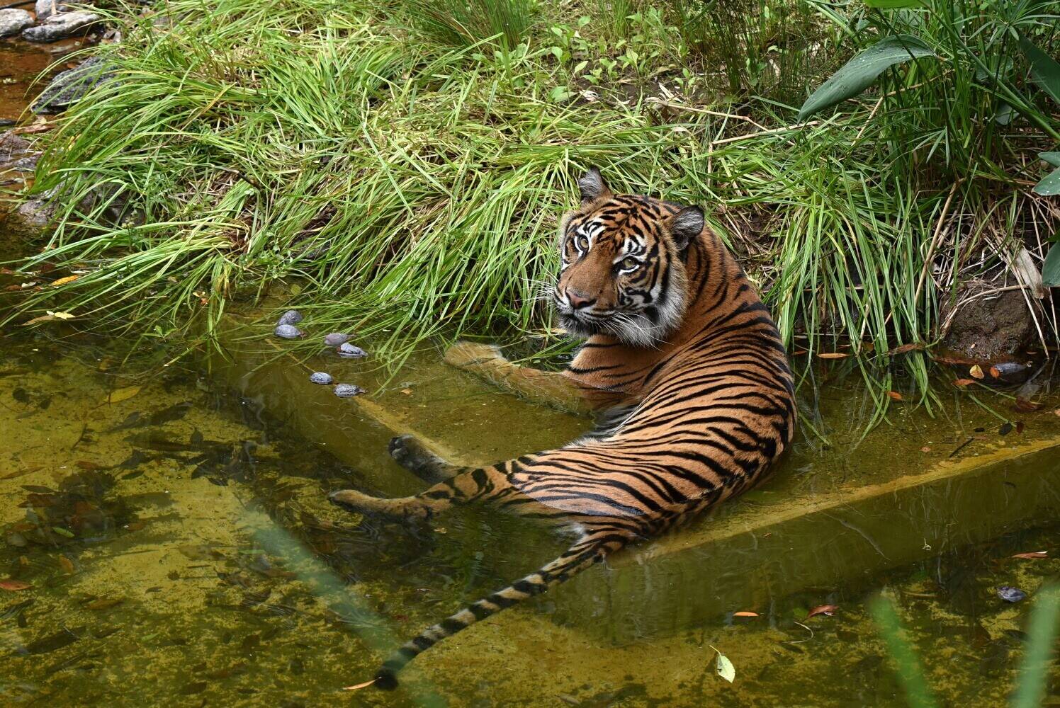 公開初日のラウト すまとらとらブログ よこはま動物園ズーラシア公式サイト 公益財団法人 横浜市緑の協会 公開初日のラウト すまとらとらブログ よこはま動物園ズーラシア公式サイト 公益財団法人 横浜市緑の協会